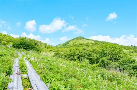 峰種類|霧ヶ峰｜百花繚乱の高山植物を楽しむ高原ハイキング＆登山ルー 